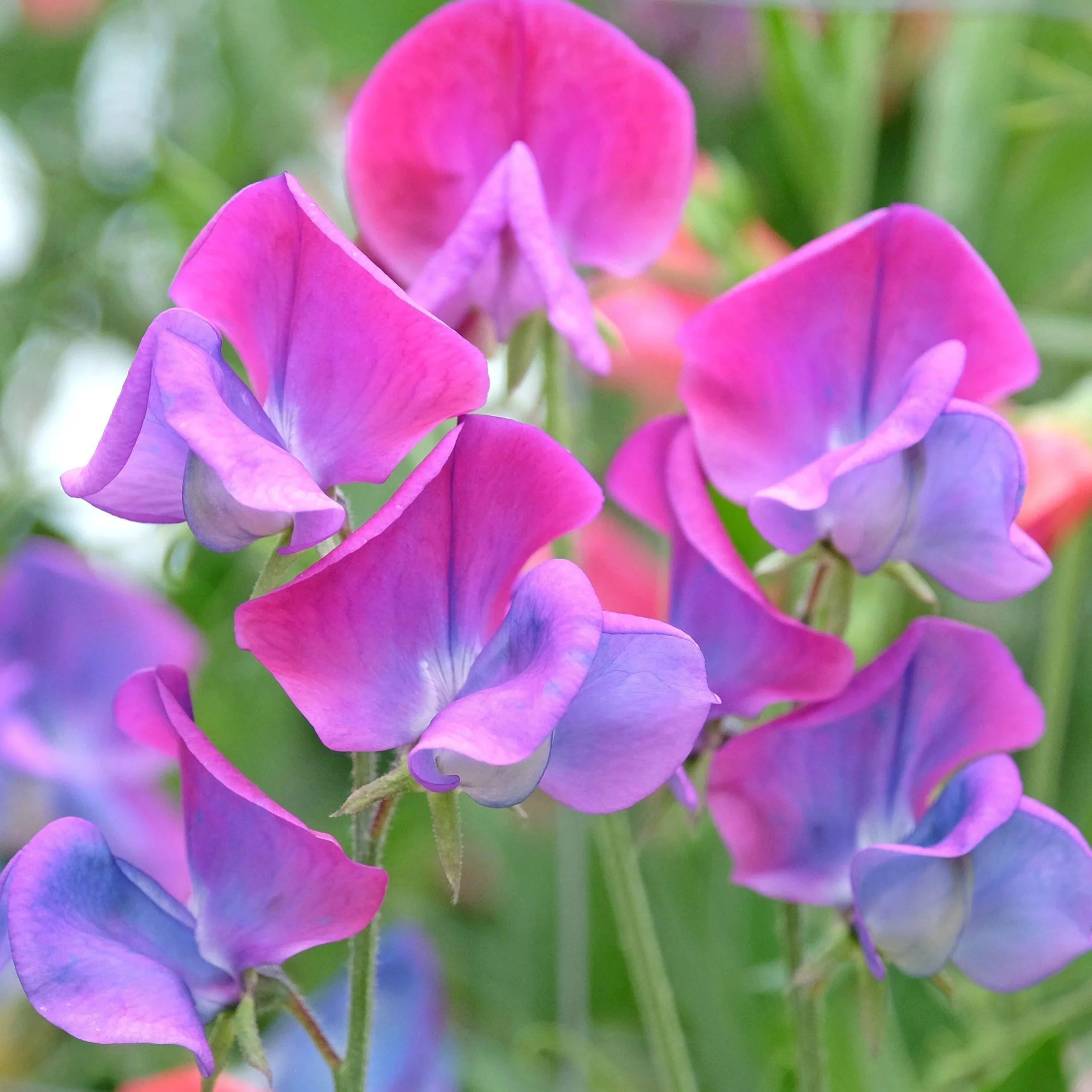 Sweet Pea Seeds