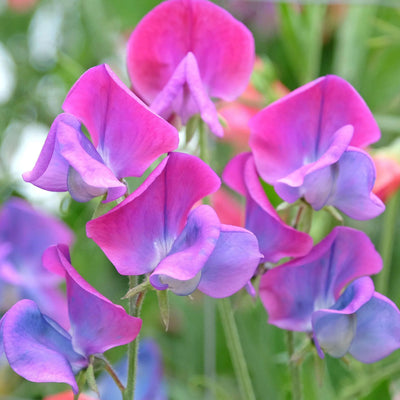 Sweet Pea Seeds