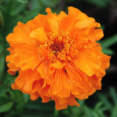 Marigold Seeds