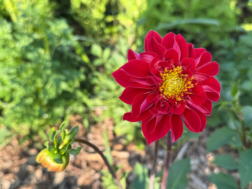 Dahlia Tubers
