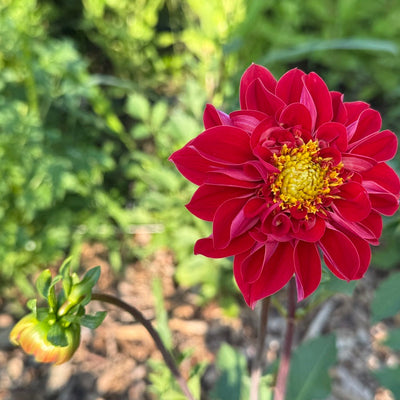 Dahlia Tubers