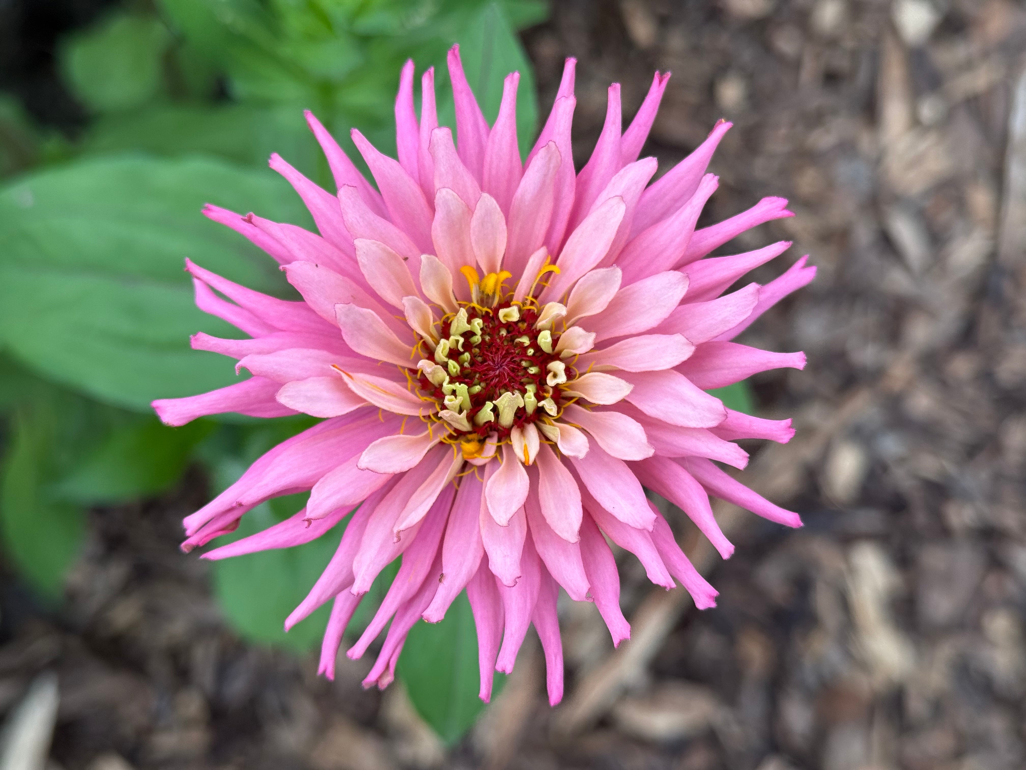 Zinnia Seeds