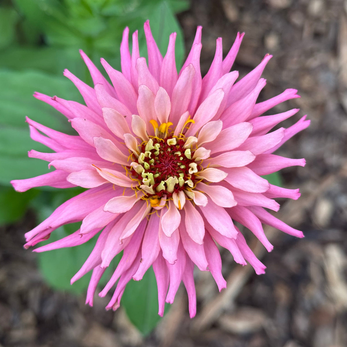 Zinnia Seeds