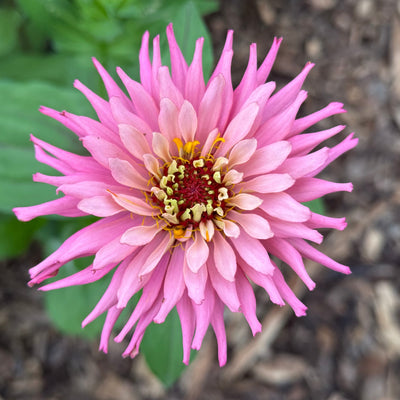 Zinnia Seeds