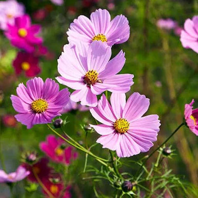 Cosmos Seeds
