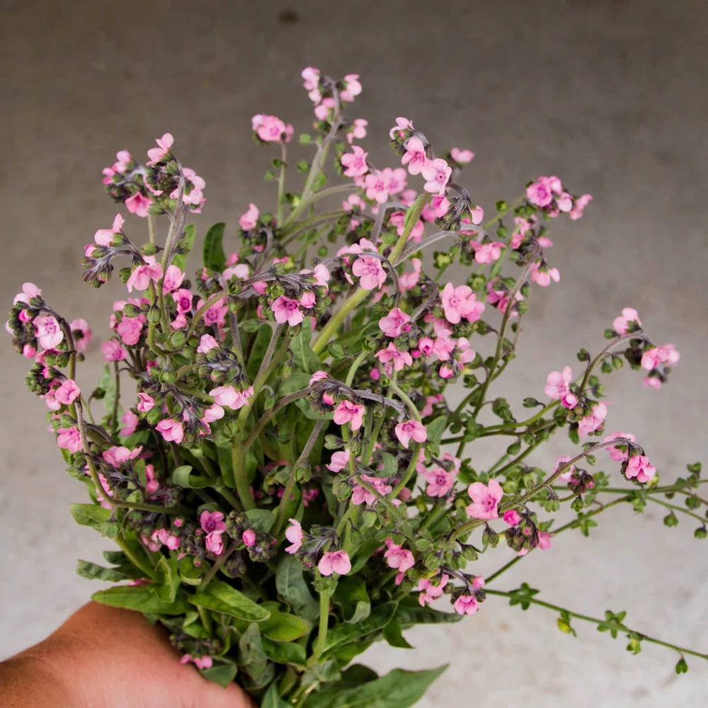 Mrs.Marilyn' and 'Rose' Forget-me-Not Mix