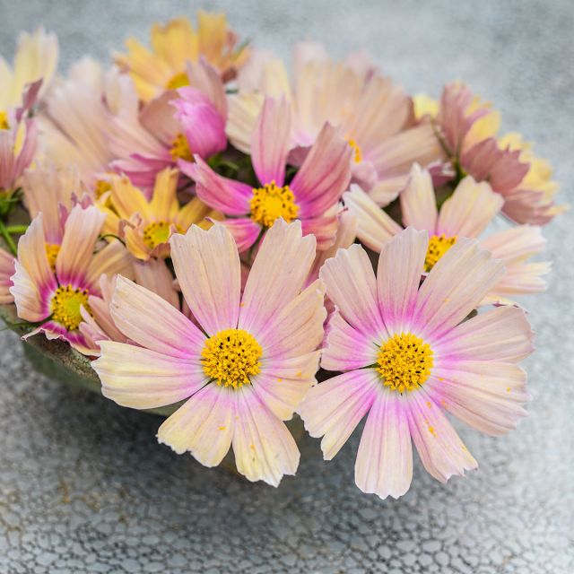 'Apricot Lemonade' Cosmos