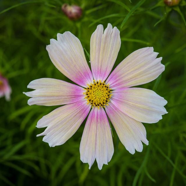 'Apricot Lemonade' Cosmos