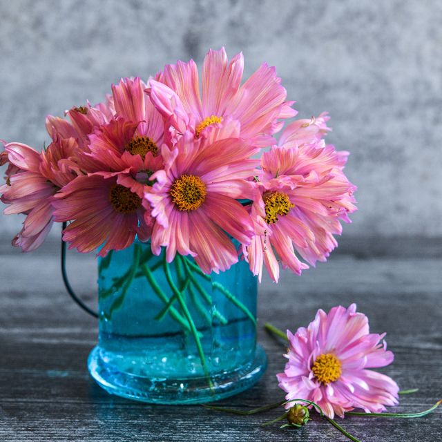 'Apricotta' Cosmos