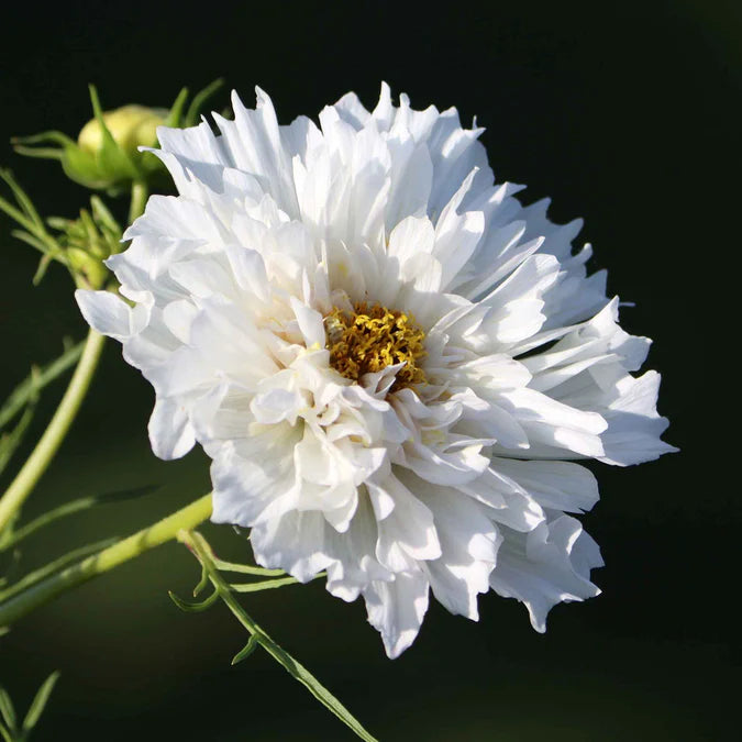 'Double Click Snow Puff' Cosmos