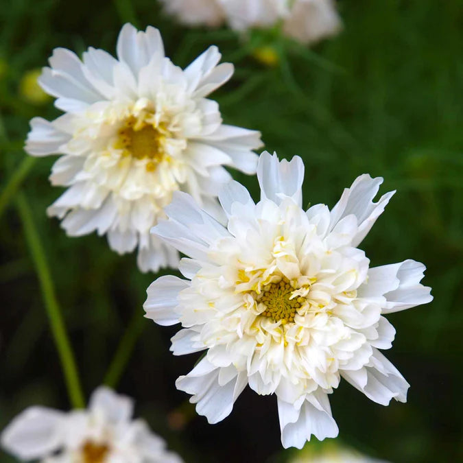 'Double Click Snow Puff' Cosmos