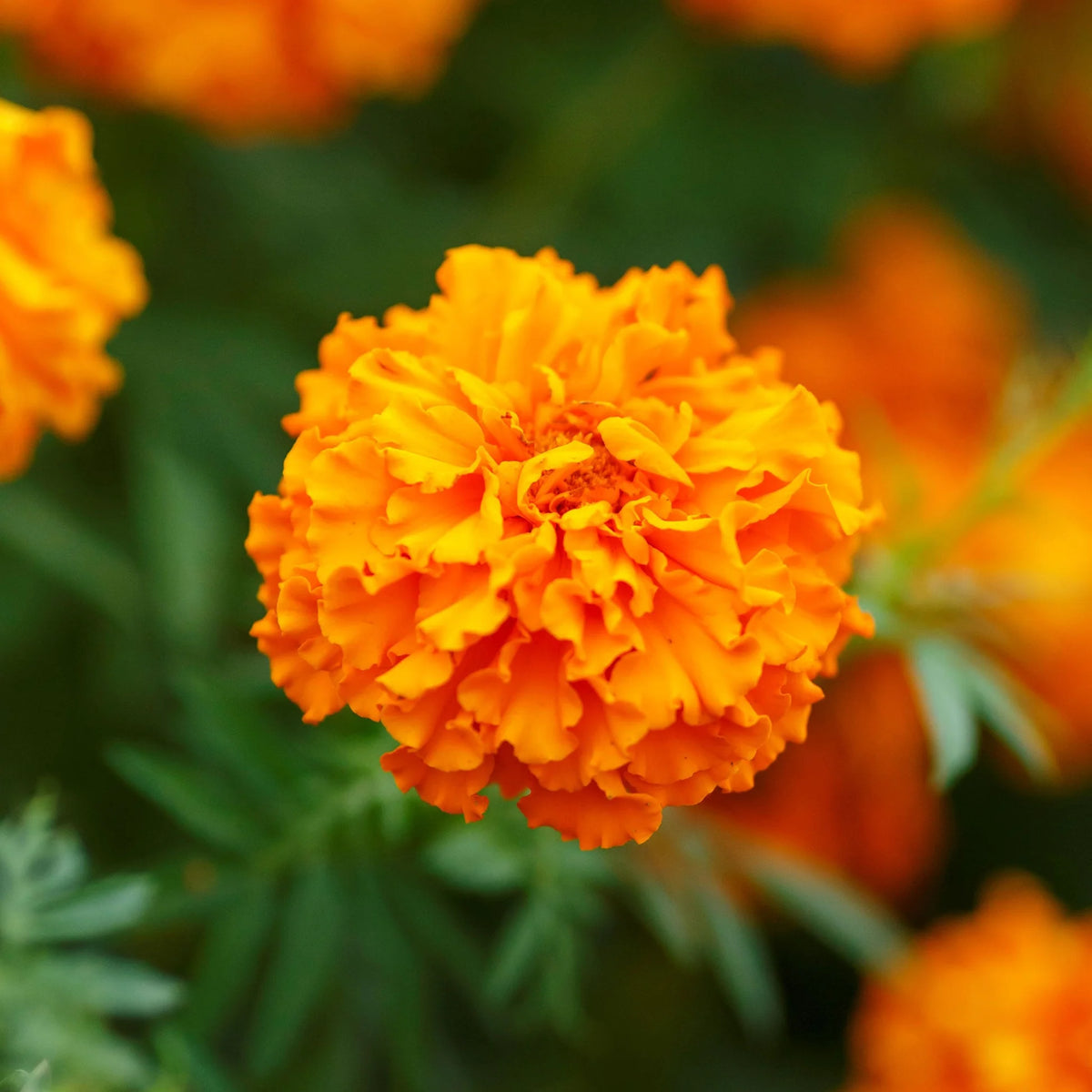 'Hawaii' African Marigold