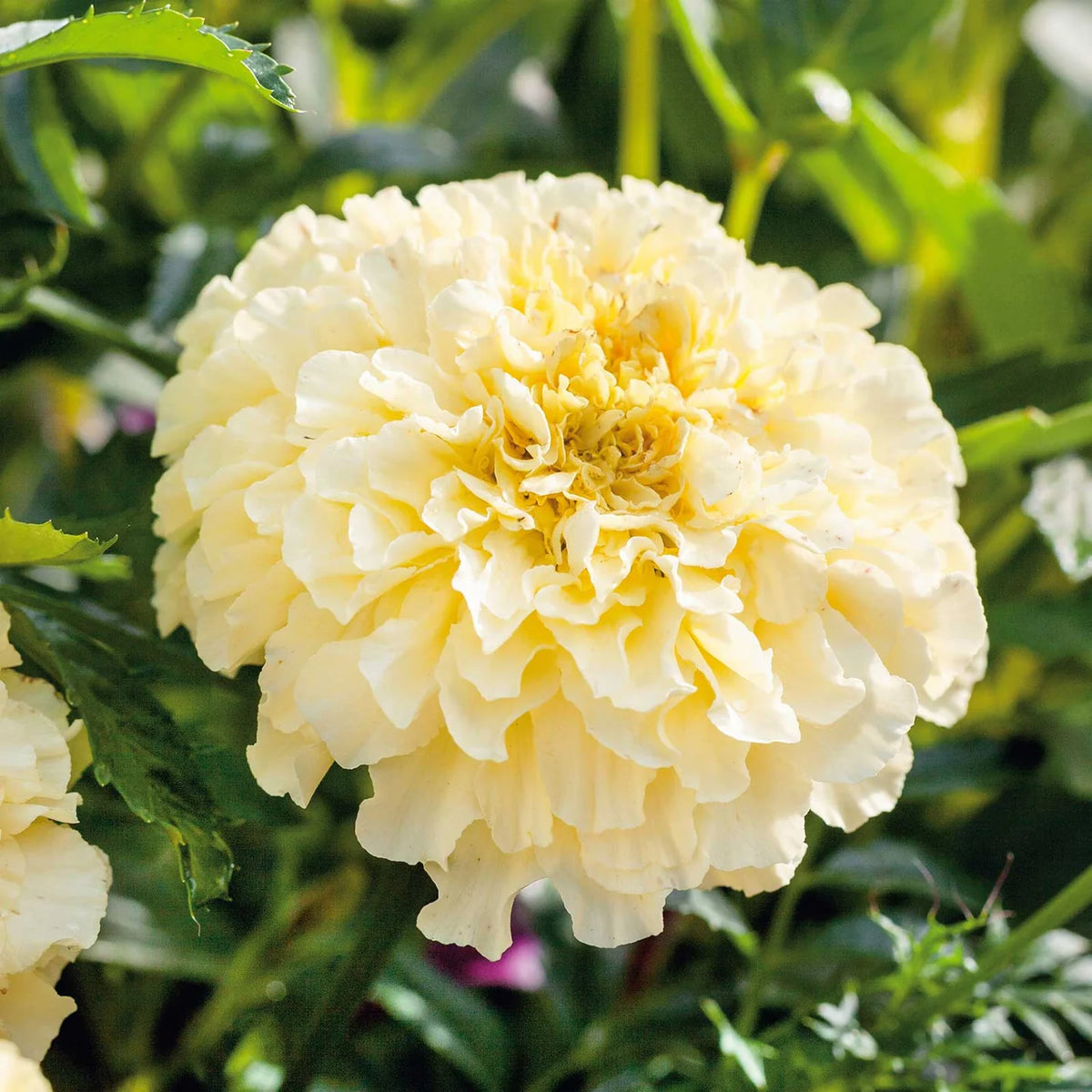 'Moonlight' African Marigold